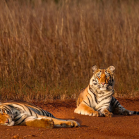 Guided Safari Experiences