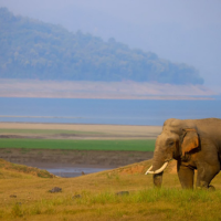 Wildlife Safari Booking