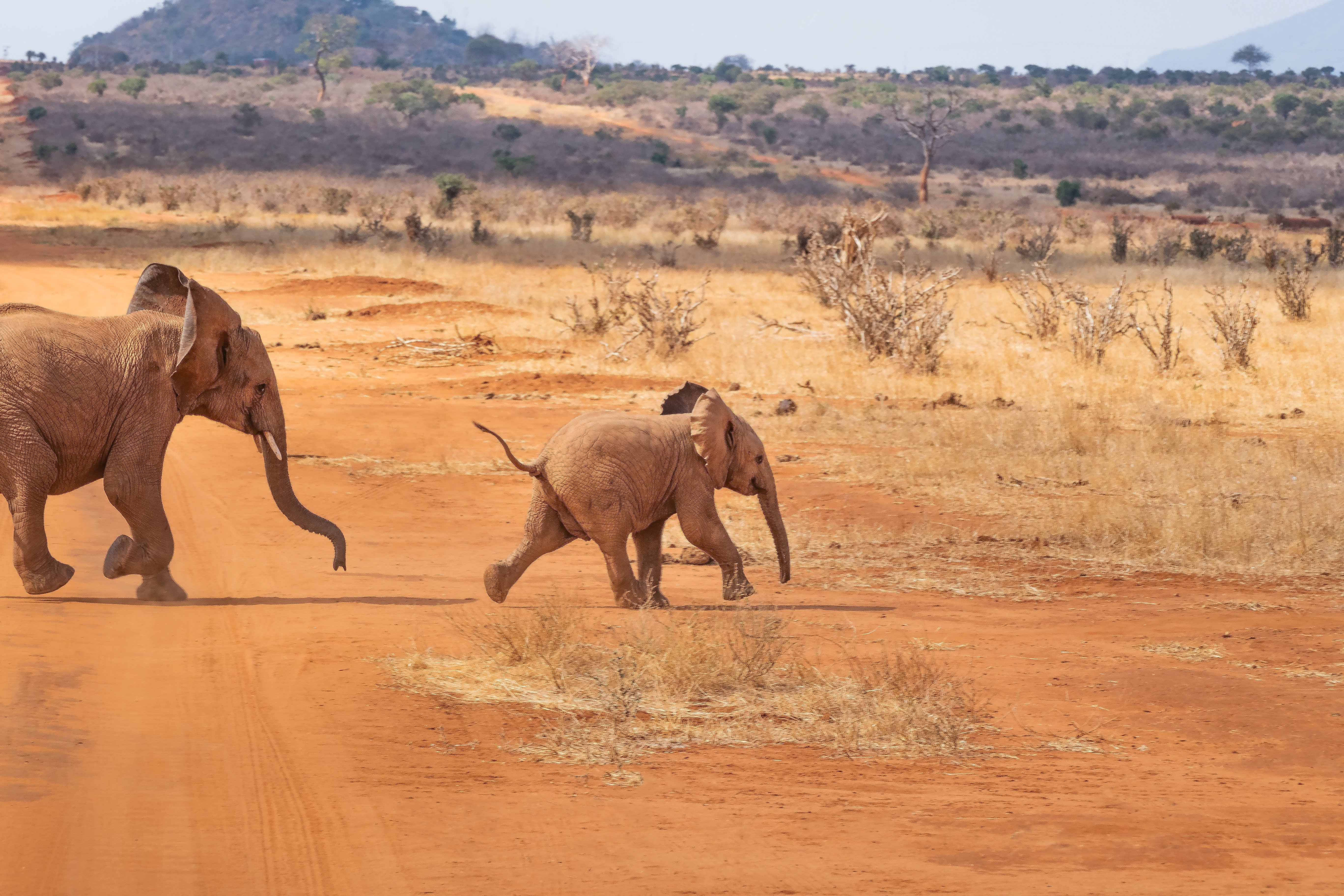 International Safari Packages