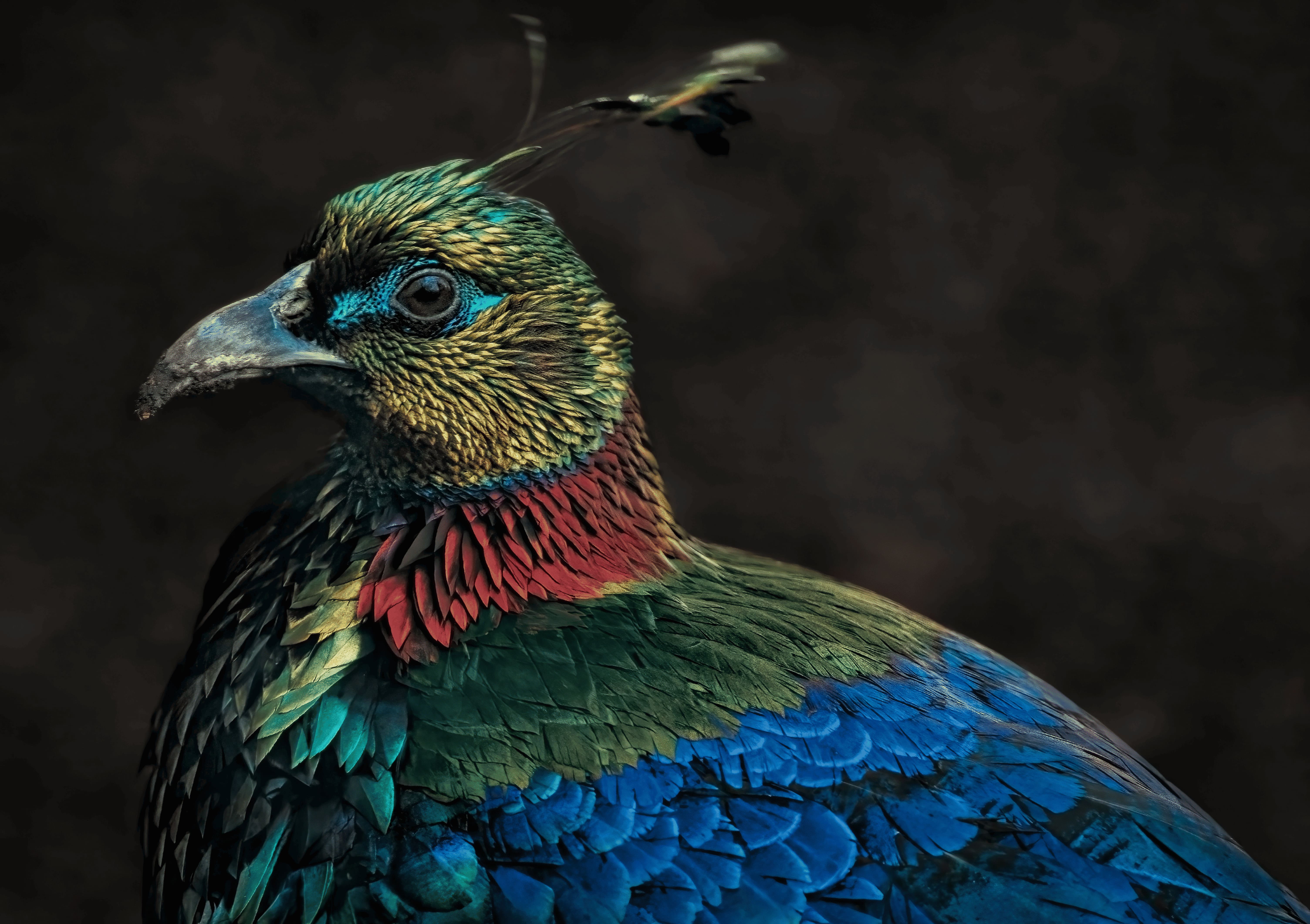 Birding Tours
