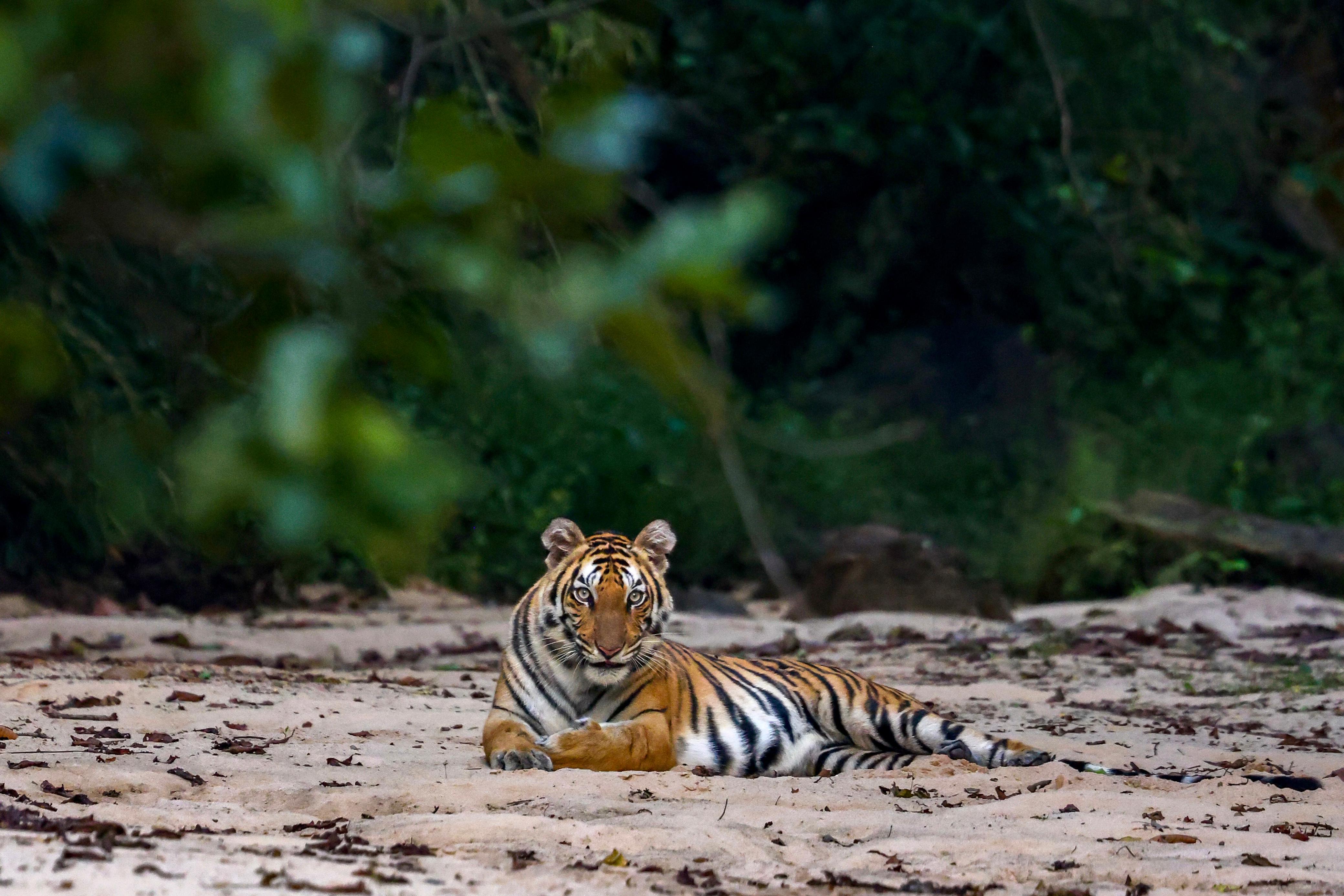 Bandhavgarh 3 Days Expedition with Dhawal Surana