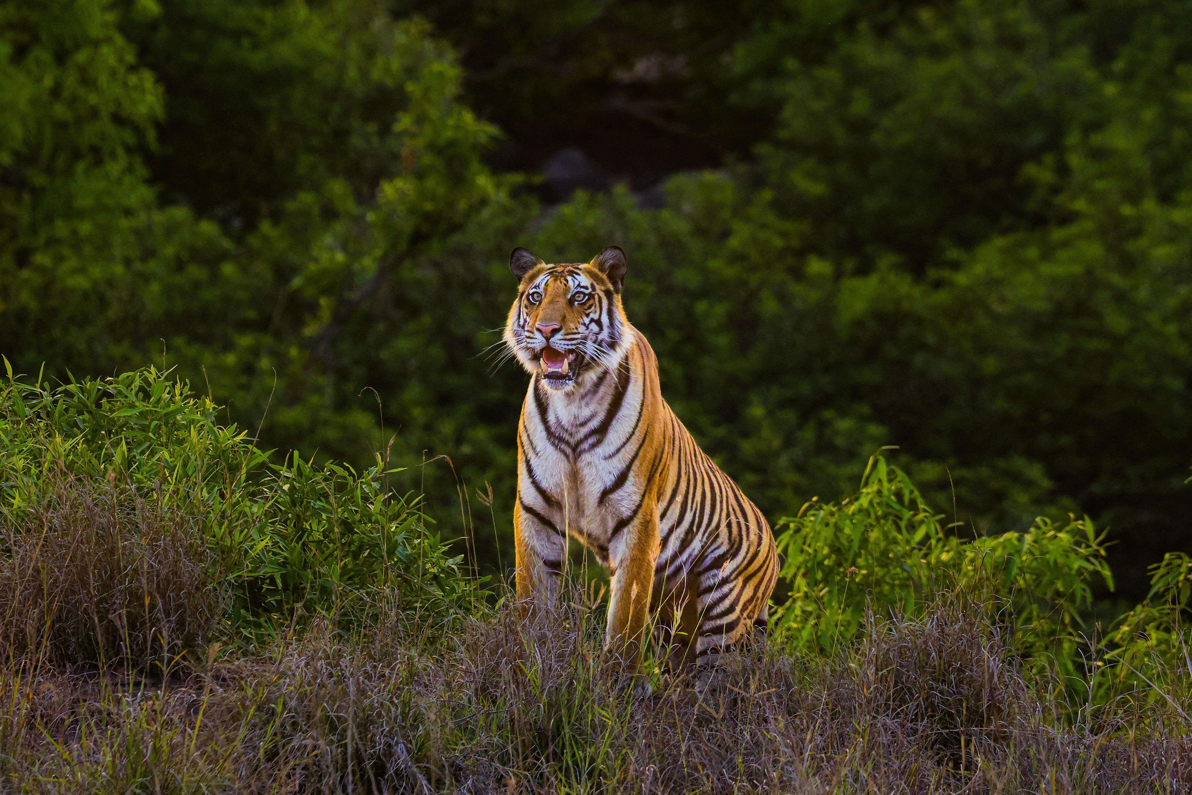 Panna Expedition with Dhawal Surana
