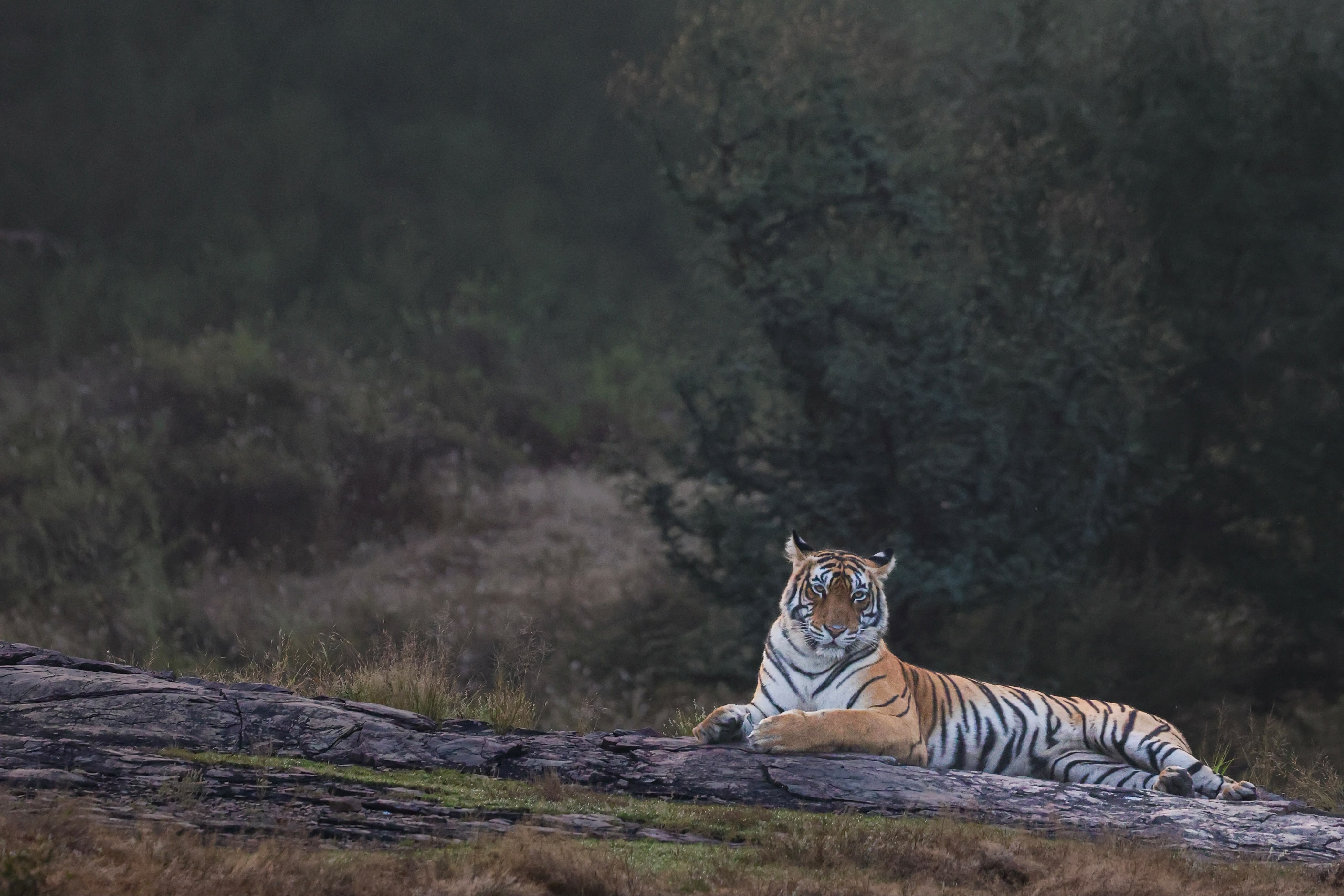 Ranthambore Expedition with Dhawal
