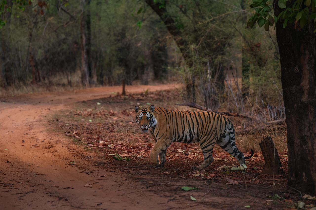 Bandhavgarh Expedition with Dhawal Surana
