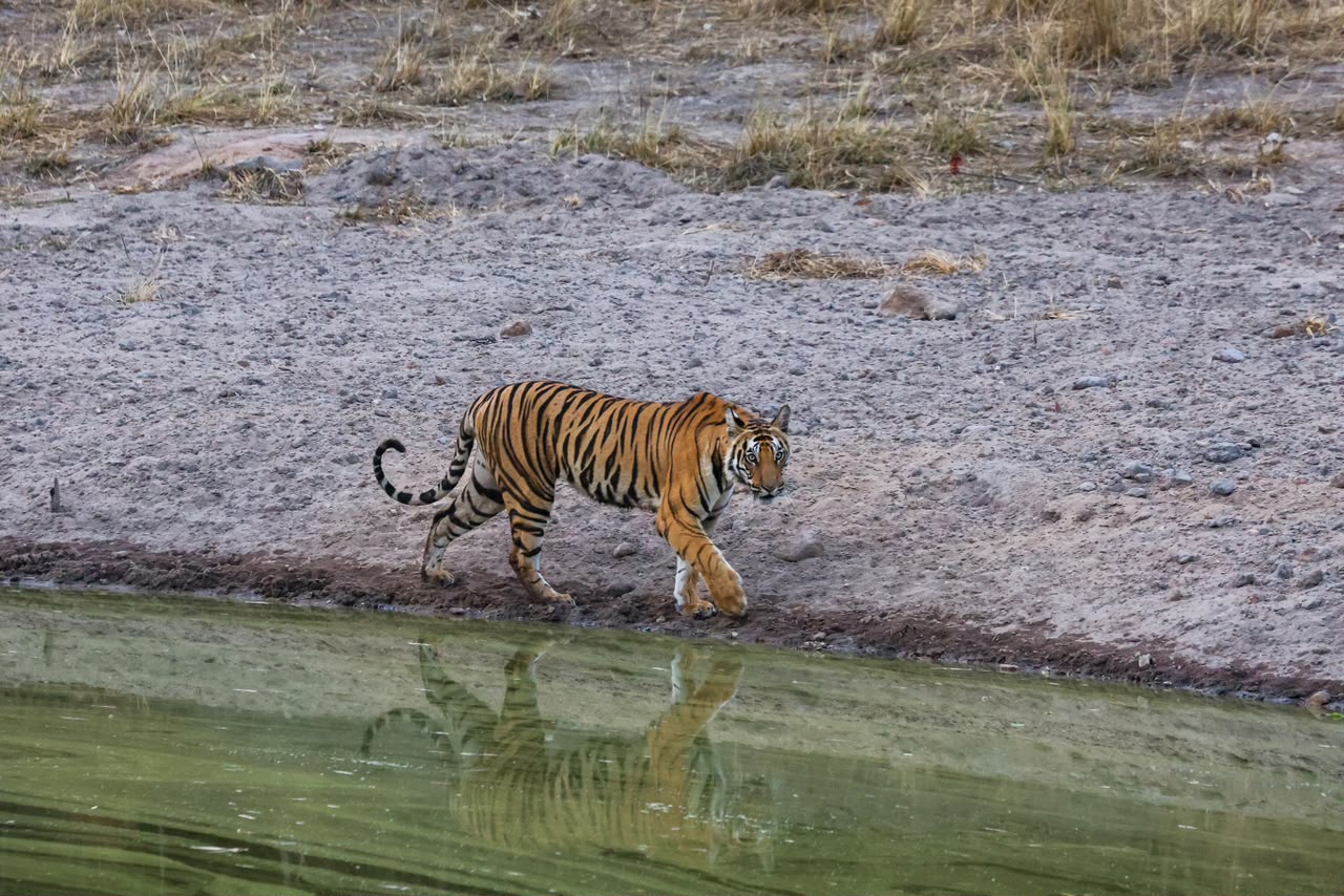 Bandhavgarh Expedition with Dhawal Surana