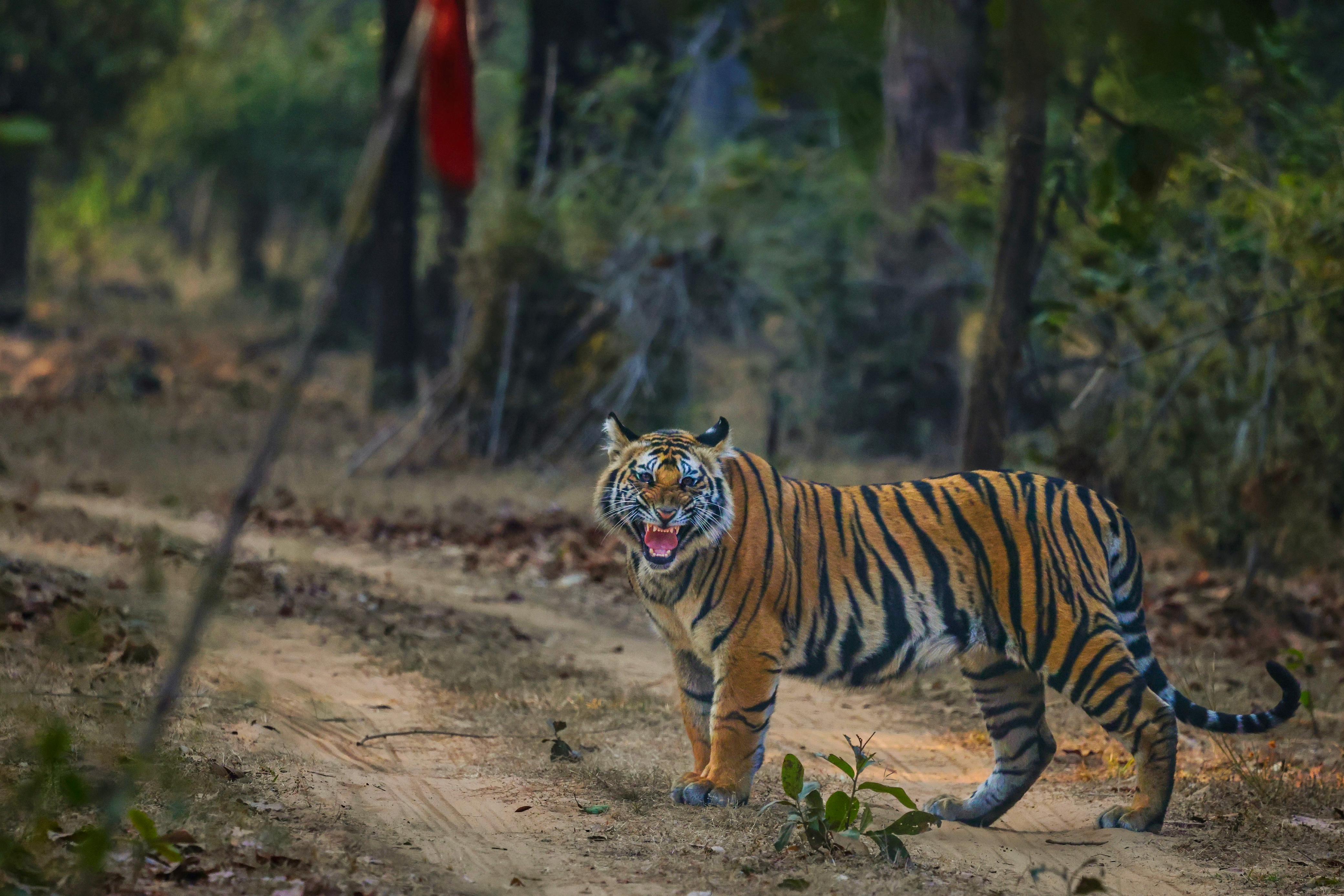 Bandhavgarh Standard Package 2N/3D  4 Safaris