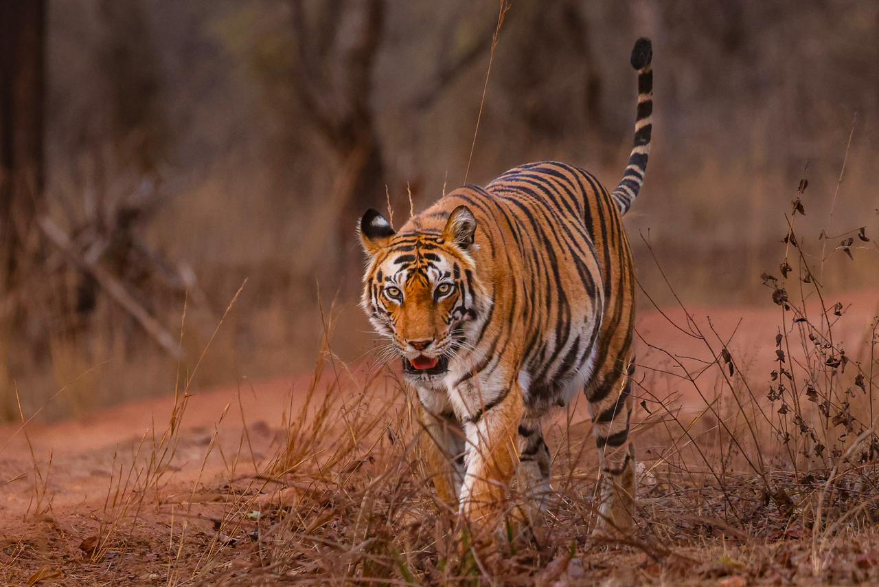 Bandhavgarh Standard Tour 3N/4D with 6 Safaris