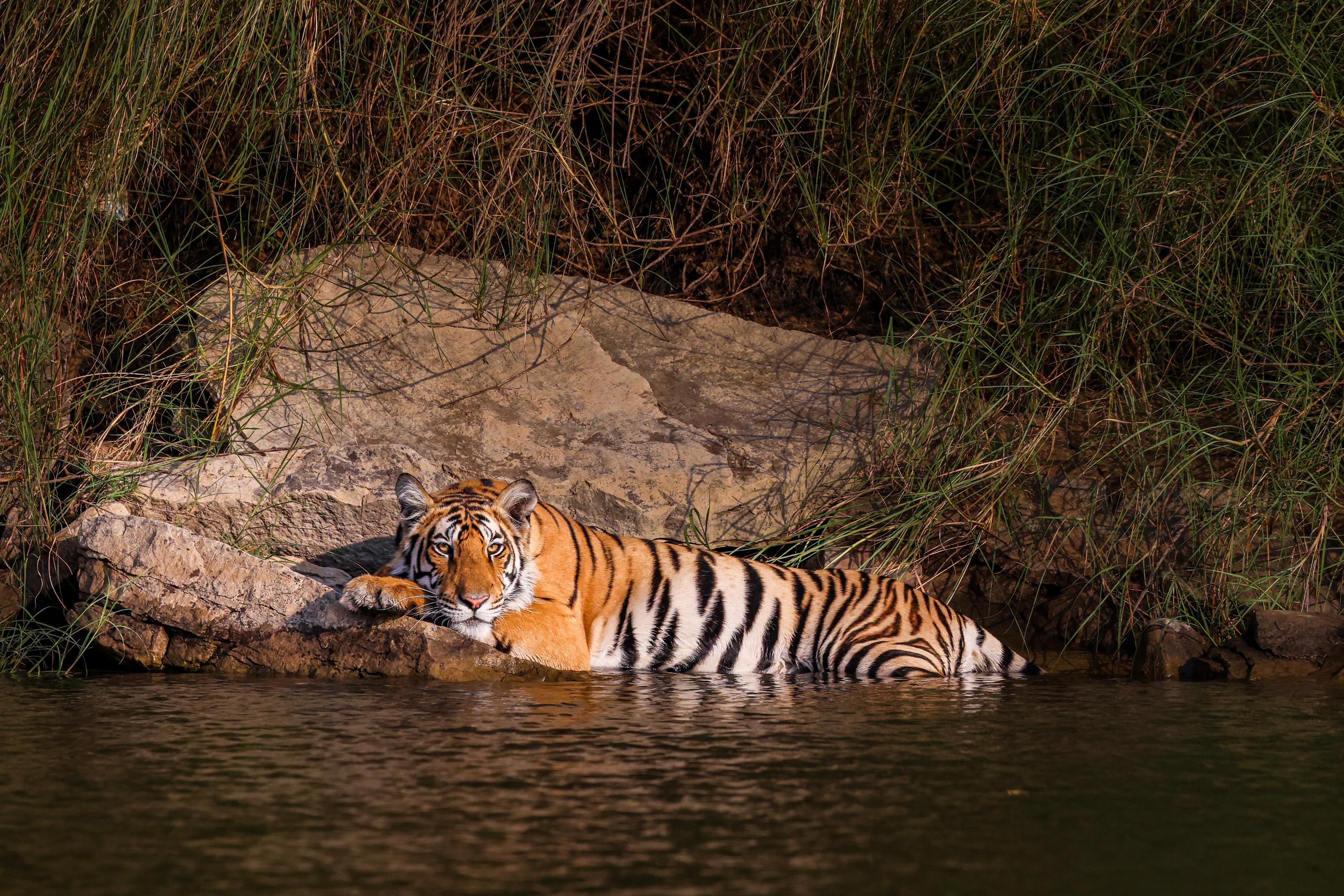Panna Luxury Tour 2N/3D with 4 Safaris