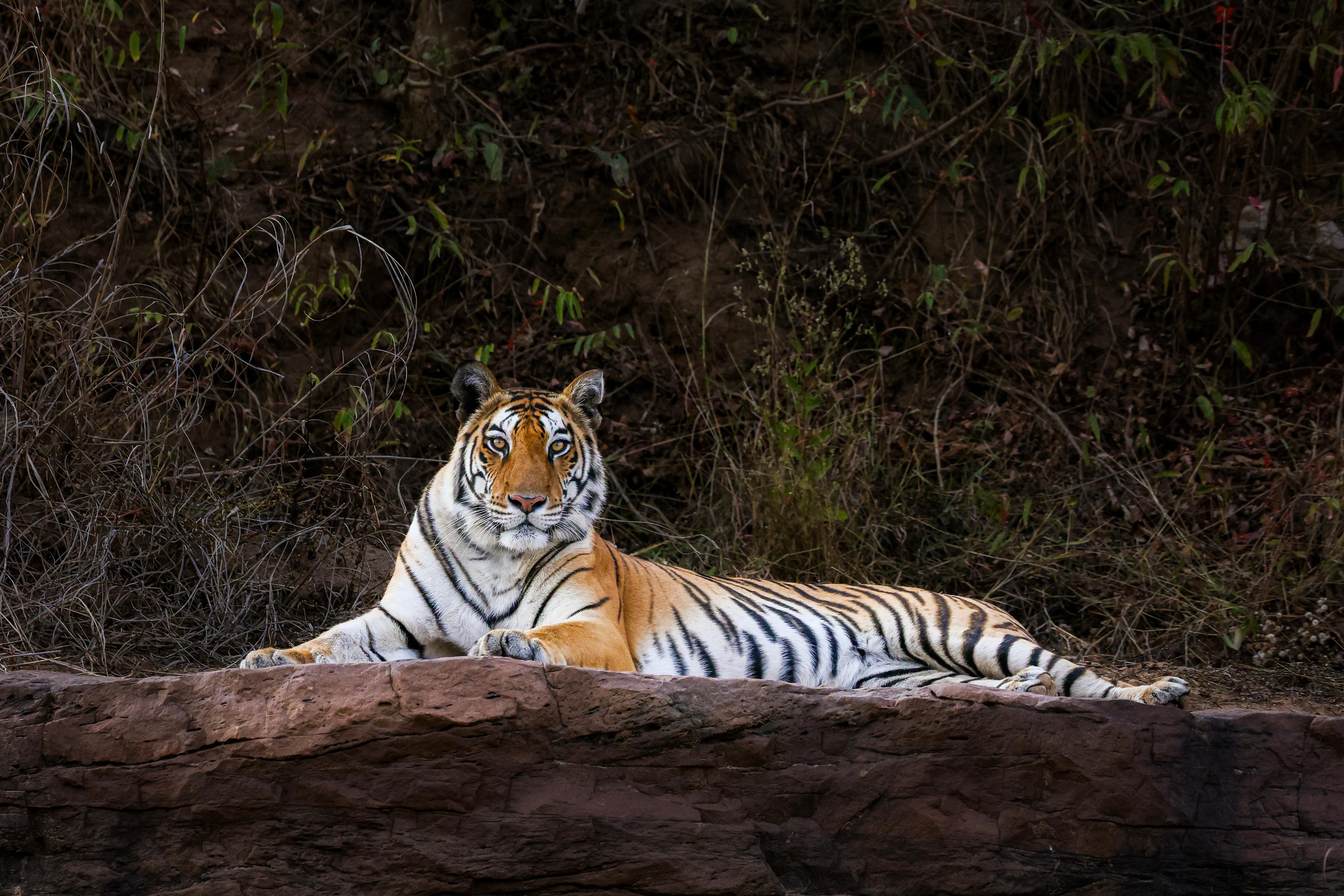 Panna Deluxe Package 2N/3D with 4 Safaris